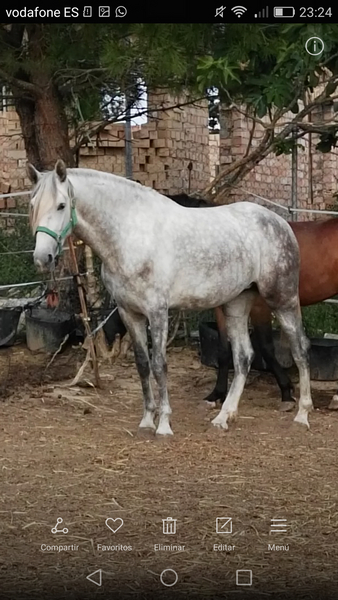 Yegua PRE nieta de Yaco II - Caballos Pura Raza Española (P.R.E.) Pura Raza Española