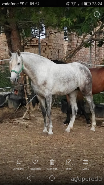 Yegua PRE nieta de Yaco II - Caballos Pura Raza Española (P.R.E.) Pura Raza Española