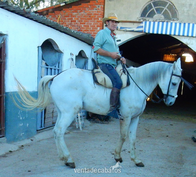 Caballo cruzado onrrao in 