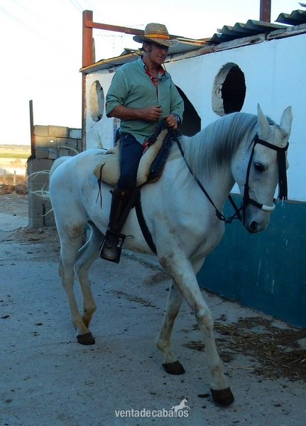 Cruzado