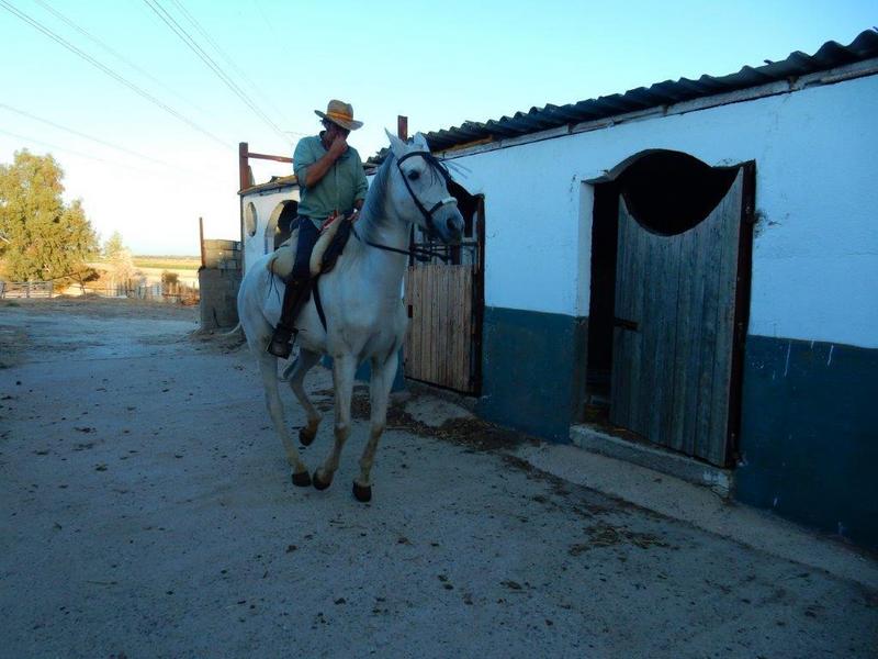Cruzado {TYPE}