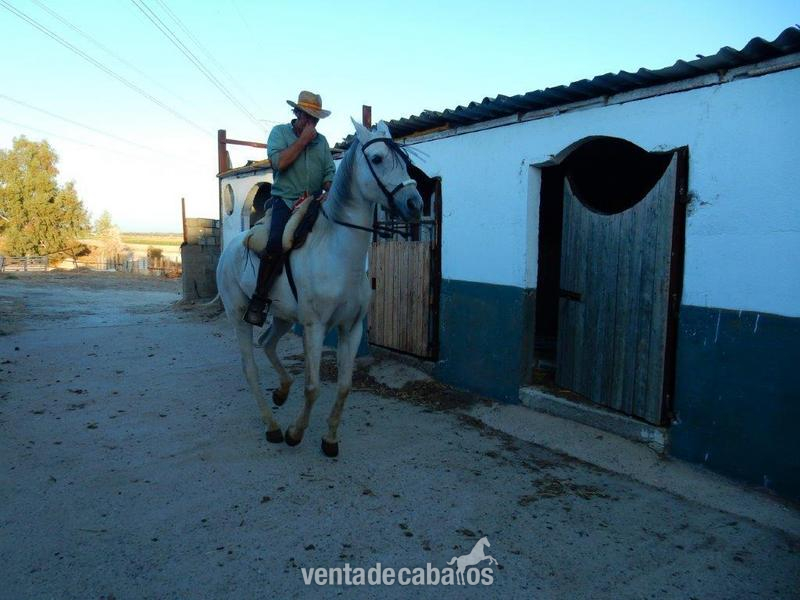 Cruzado {TYPE}