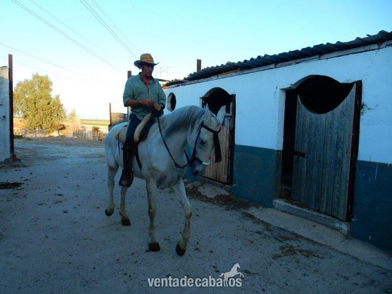 Caballos Capados Cruzado - Caballo cruzado onrrao