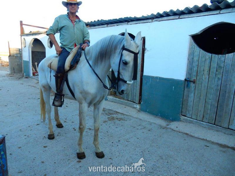 Caballo cruzado onrrao - Caballos Capados Cruzado