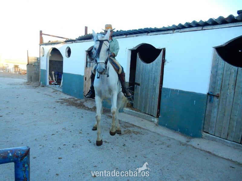 Caballo cruzado onrrao - Cruzado