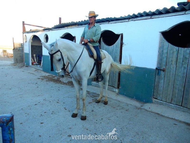 Caballo cruzado onrrao - Caballos Capados