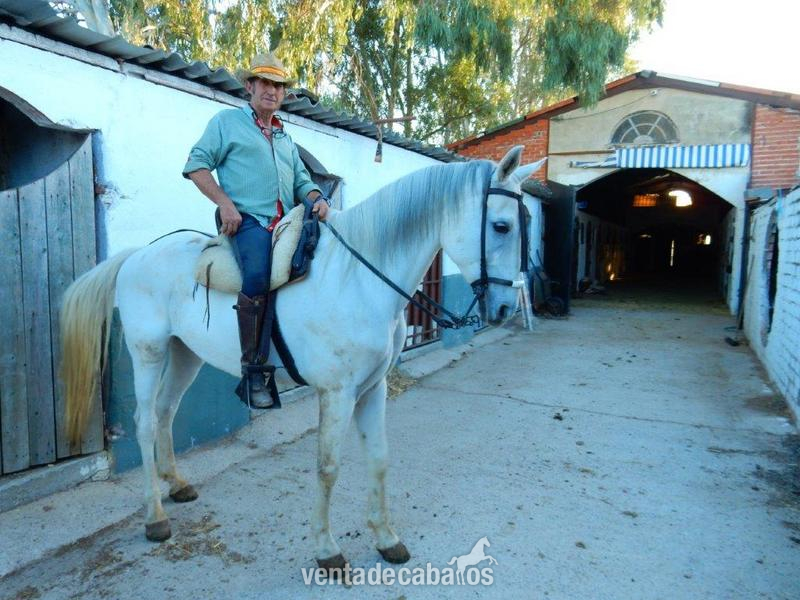 Caballo cruzado onrrao