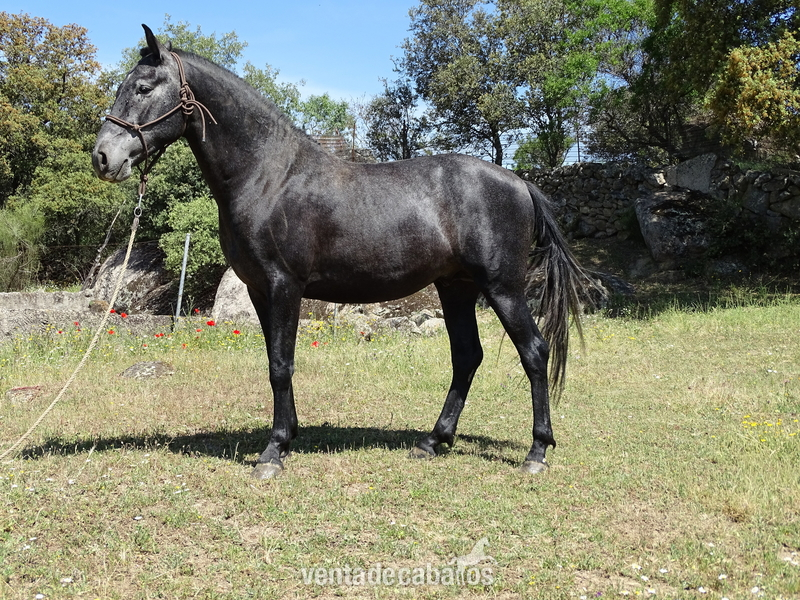 Caballos Pura Raza Española (P.R.E.) pre - potro pre de tres años
