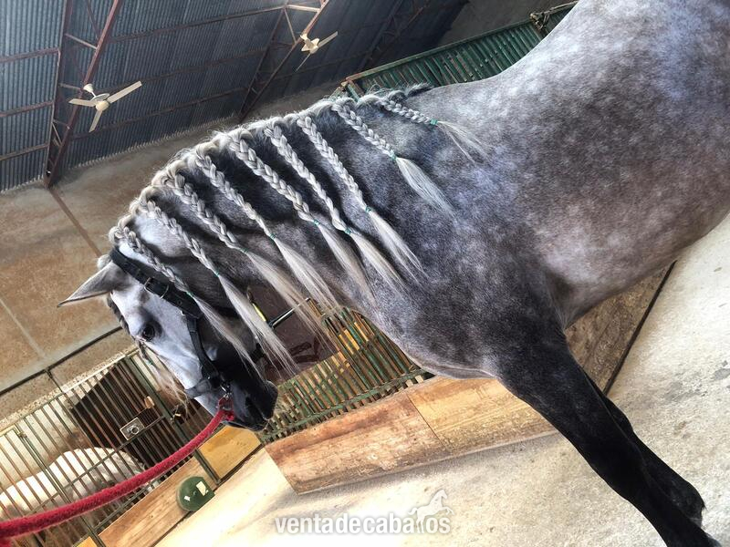 se vende caballo camacho ventura in 