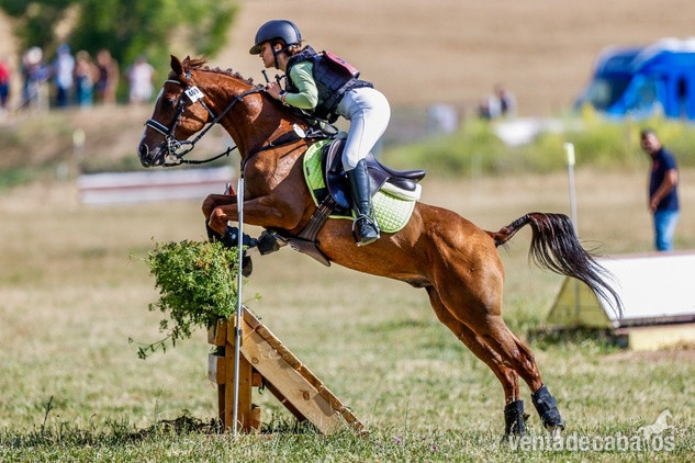 Poni D de competición  in 