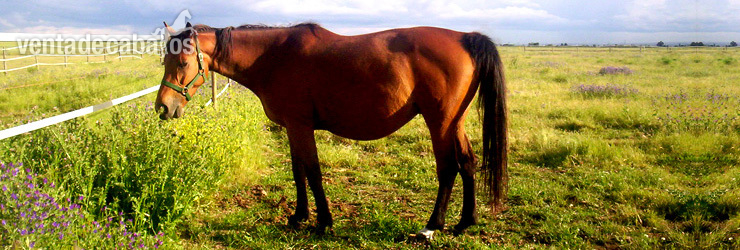 Lorca de Semilly in 