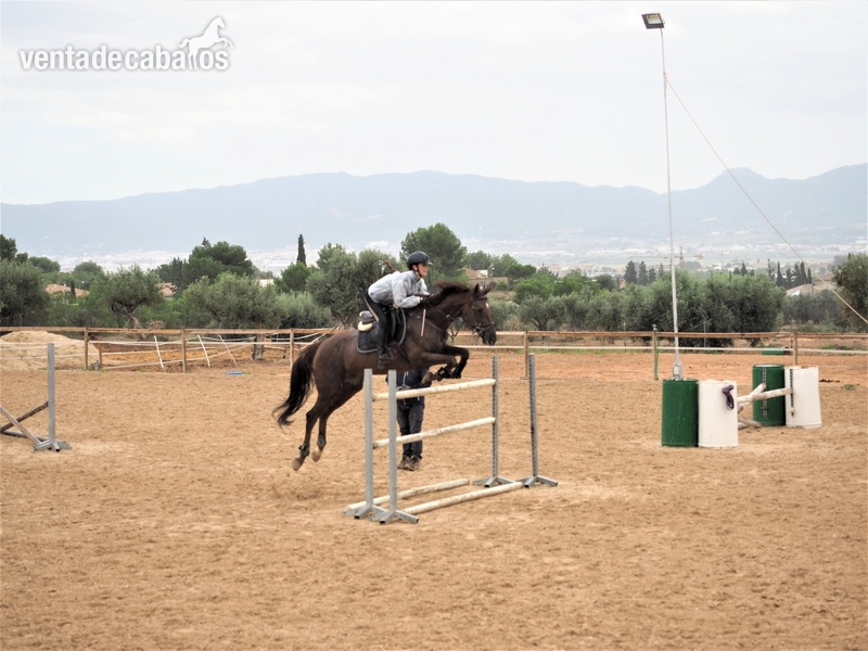 Vendo yegua de salto in 