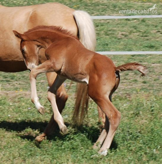 Caballo de Deporte Español (CDE)