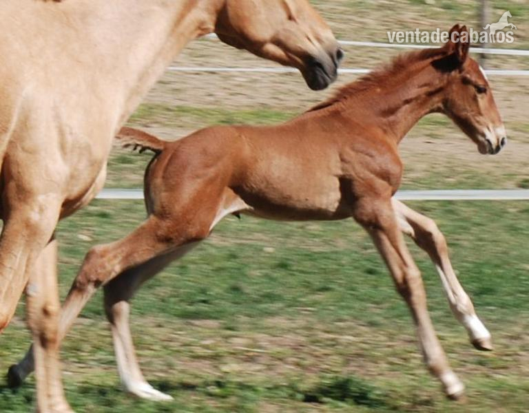 Caballo de Deporte Español (CDE) {TYPE}