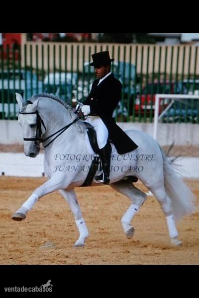 caballo de doma clasica,hijo de Yaco II in 