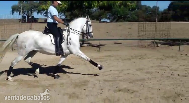 Hispano-Arabe {TYPE}