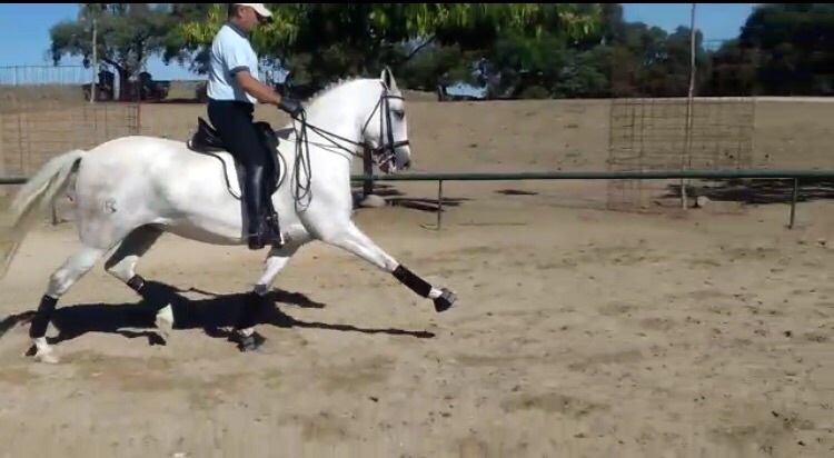 Hispano-Arabe {TYPE}