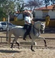 Caballos Pura Raza Española (P.R.E.) Hispano-Arabe - YEGUA DE DOMA CLASICA EN INTERMEDIA I IDEAL PARA JOVENES