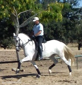 YEGUA DE DOMA CLASICA EN INTERMEDIA I IDEAL PARA JOVENES - Caballos Pura Raza Española (P.R.E.)