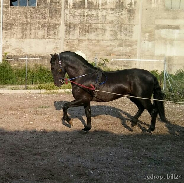potro de 4años in 