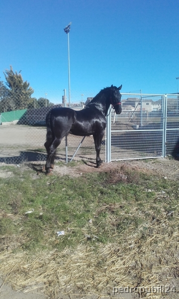 Caballos Pura Raza Española (P.R.E.) español - potro de 4años