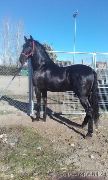 potro de 4años - Caballos Pura Raza Española (P.R.E.) español