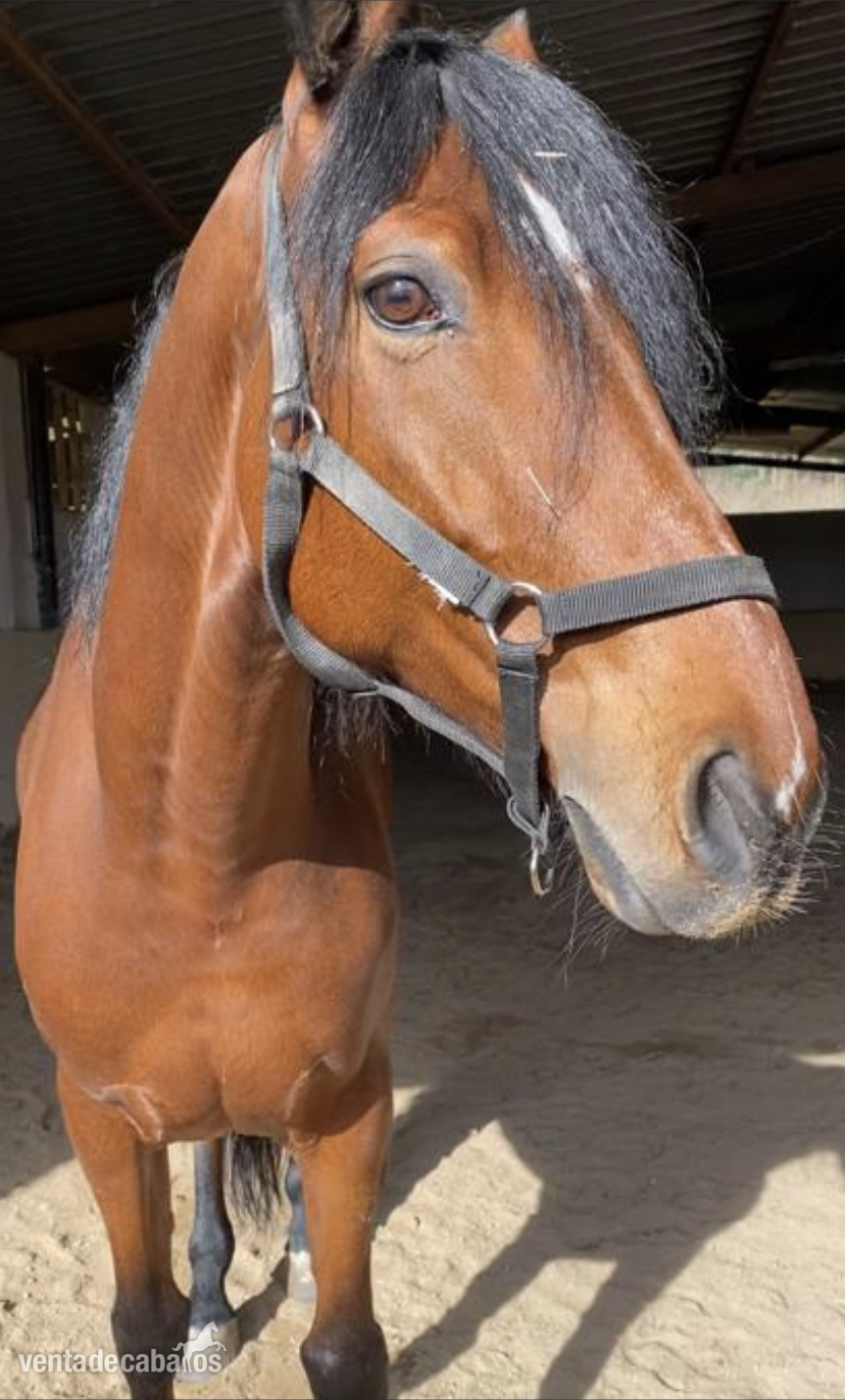 Tres sangres, mitad Hanoveriano y tiene español y lusitano