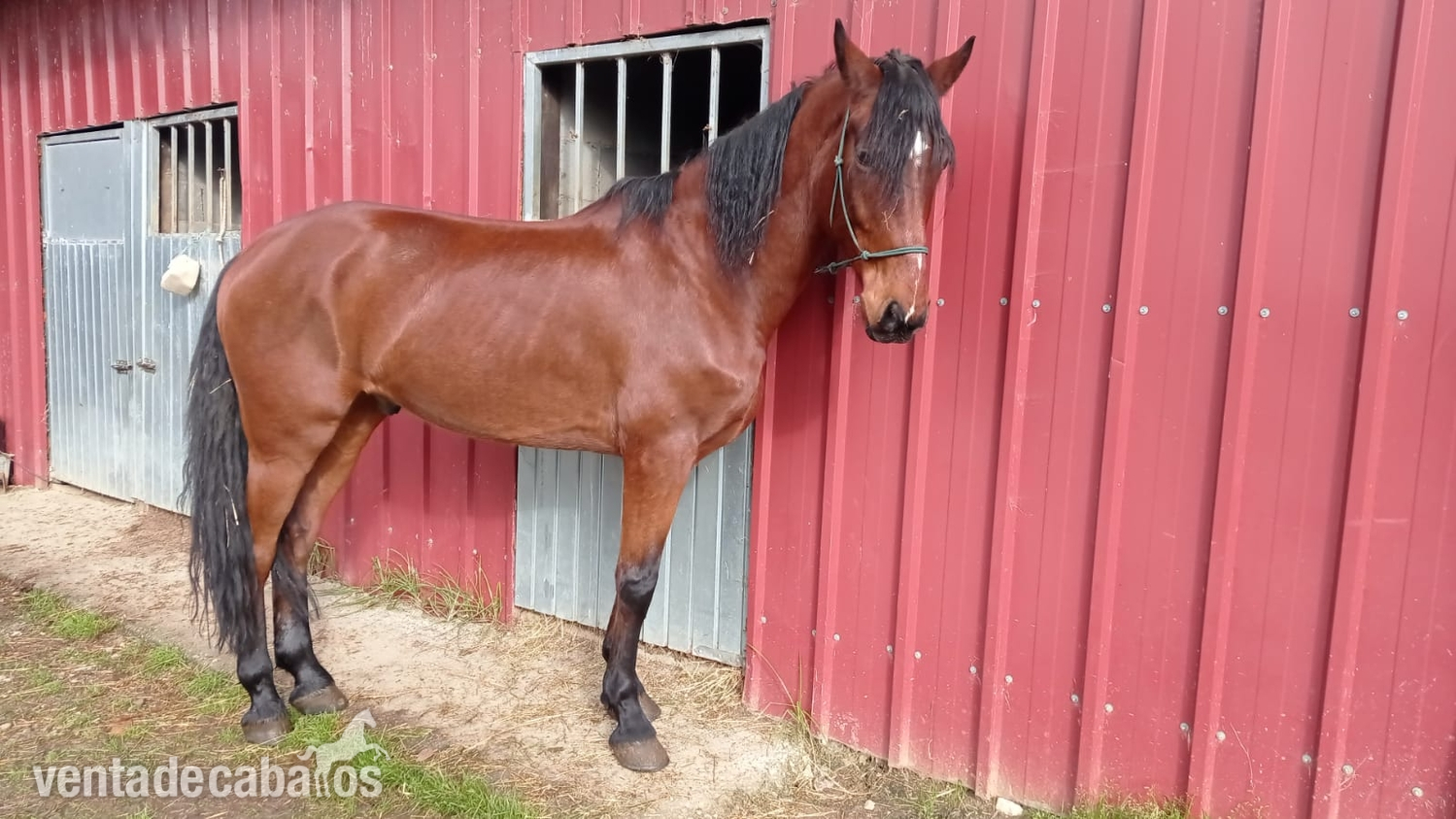 Tres sangres, mitad Hanoveriano y tiene español y lusitano {TYPE}