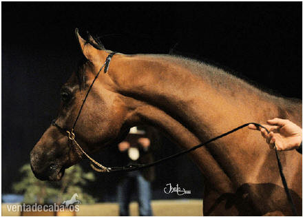 Arabe {TYPE}