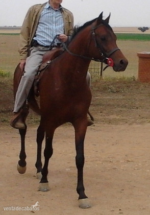 Caballos Árabes Arabe -  ÁRABE SEMENTAL ÁRABE PRA RAID monta inseminación y refrigerado
