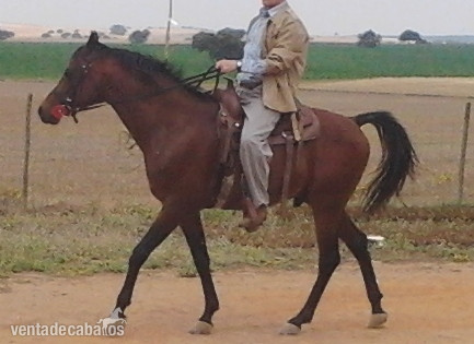  ÁRABE SEMENTAL ÁRABE PRA RAID monta inseminación y refrigerado - Caballos Árabes Arabe