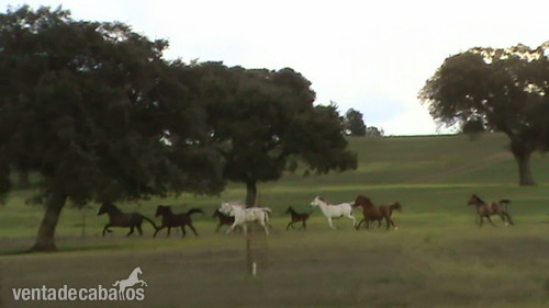  ÁRABE SEMENTAL ÁRABE PRA RAID monta inseminación y refrigerado - Caballos Árabes