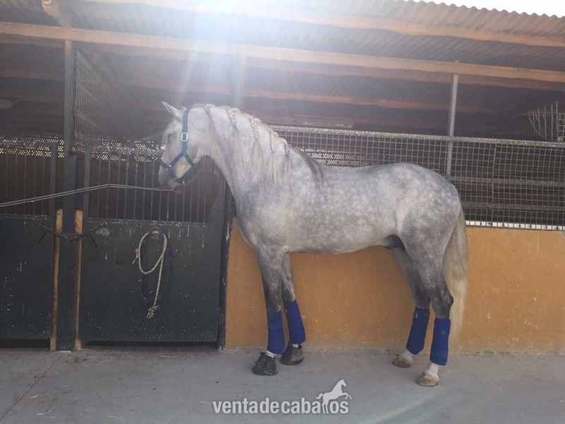 Caballo lusitano entero in 