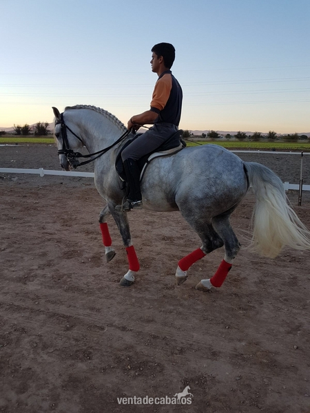 Lusitano