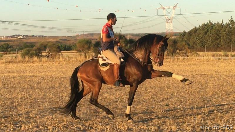 Caballo para disfrutar. in 