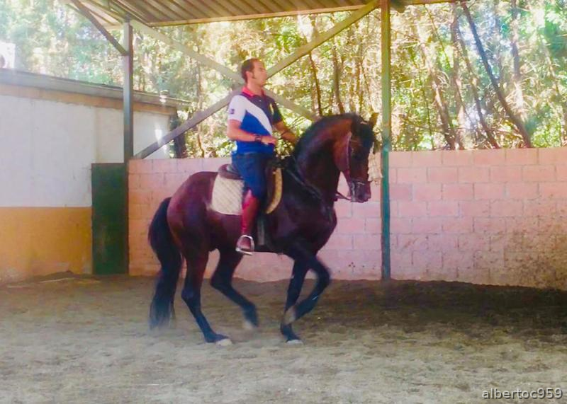 Caballos Pura Raza Española (P.R.E.) Pura Raza Española - Caballo para disfrutar.