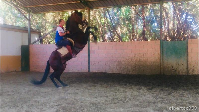 Caballo para disfrutar. - Caballos Pura Raza Española (P.R.E.) Pura Raza Española