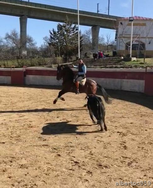 Caballo para disfrutar. - Pura Raza Española