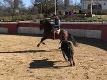 Caballo para disfrutar.
