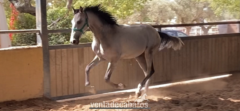 POTRO LUSITANO 16 MESES in 