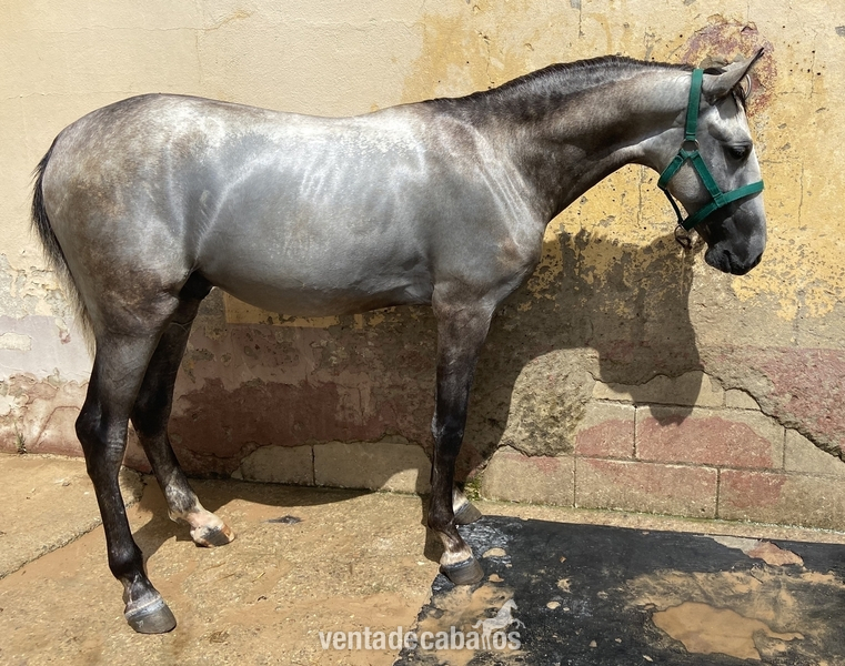 Lusitano