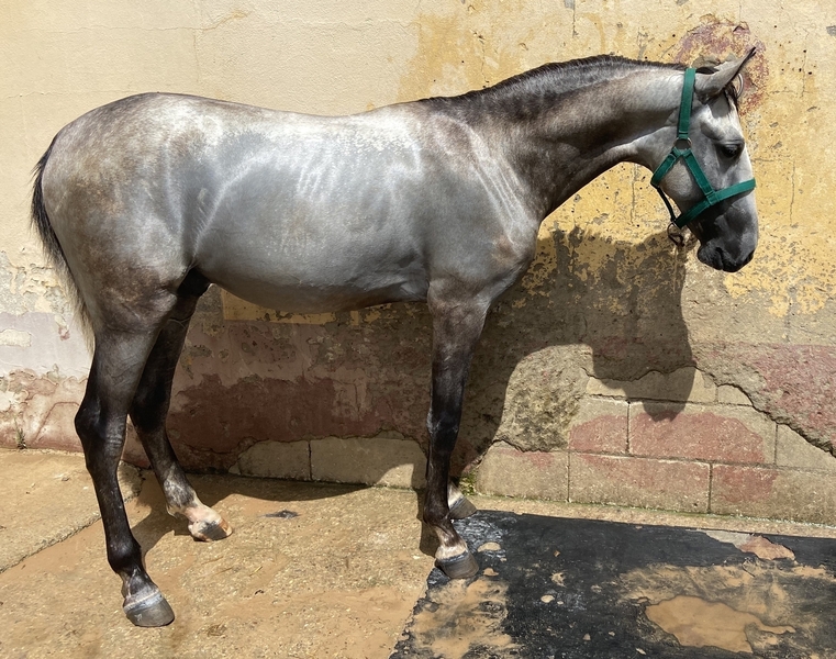 Lusitano