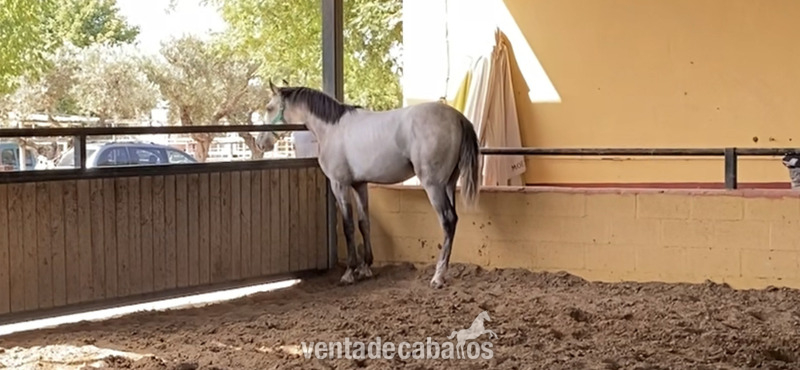 Lusitano {TYPE}