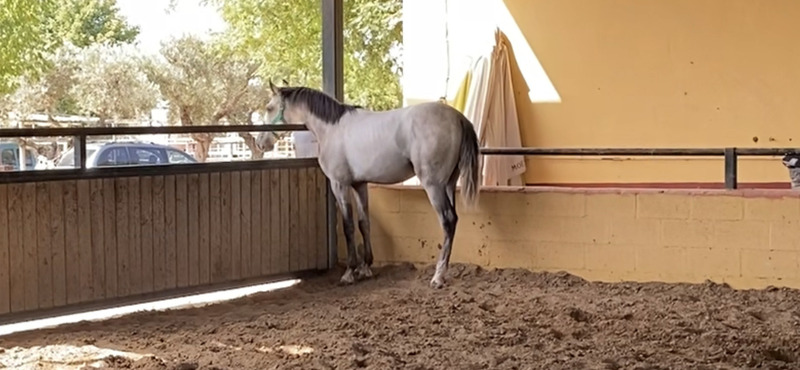 Lusitano {TYPE}