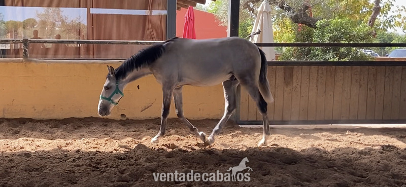 Potros Lusitano - POTRO LUSITANO 16 MESES