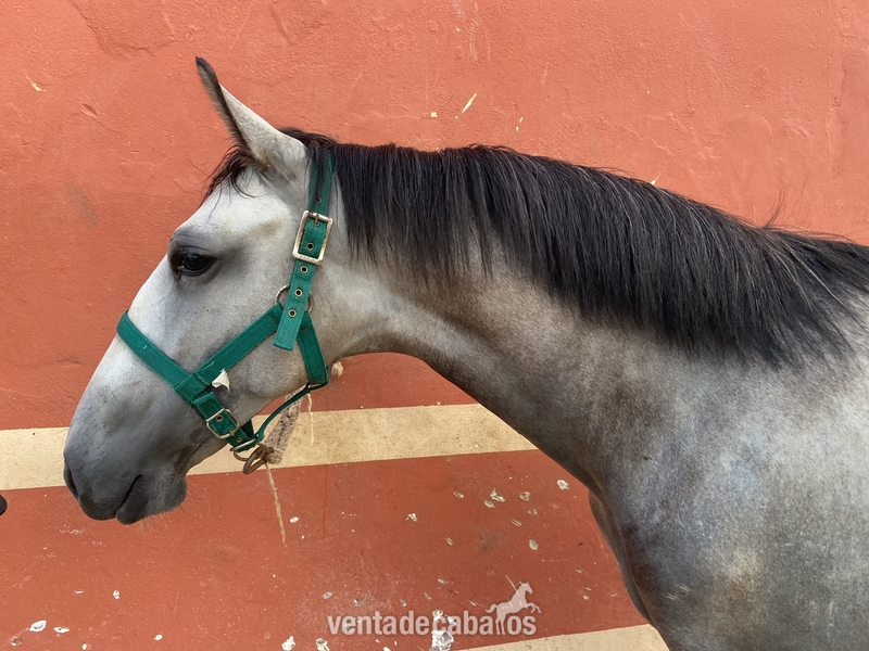 POTRO LUSITANO 16 MESES - Potros Lusitano