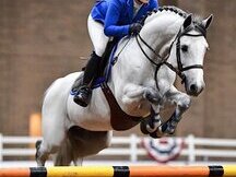 Eye-Catching top train show jumping schoolmaster Superstar
