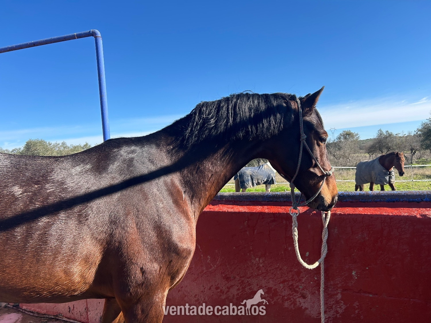 Vendo semental de élite. - Caballos Enteros EMPTY