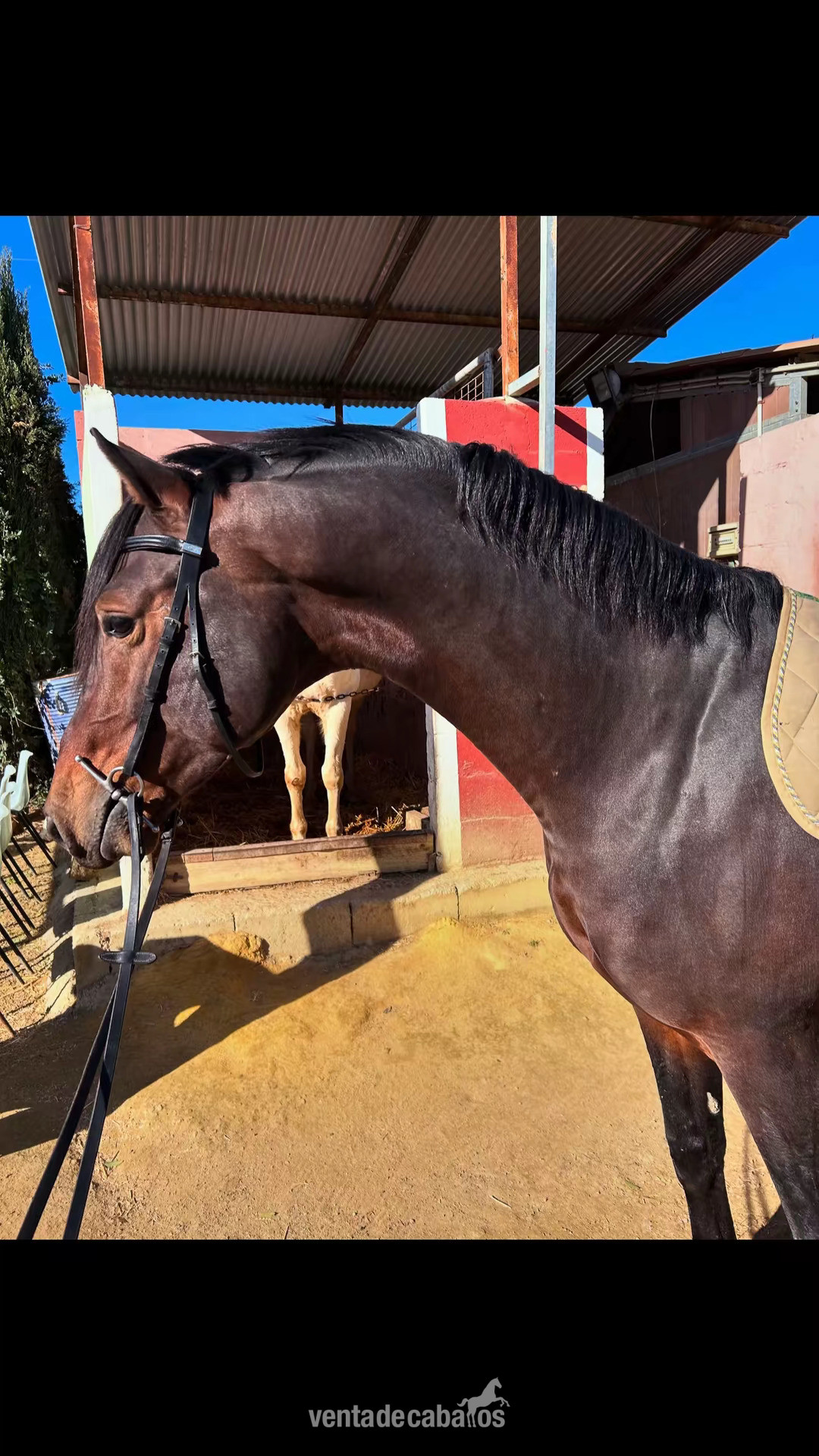Vendo semental de élite. - Caballos Enteros