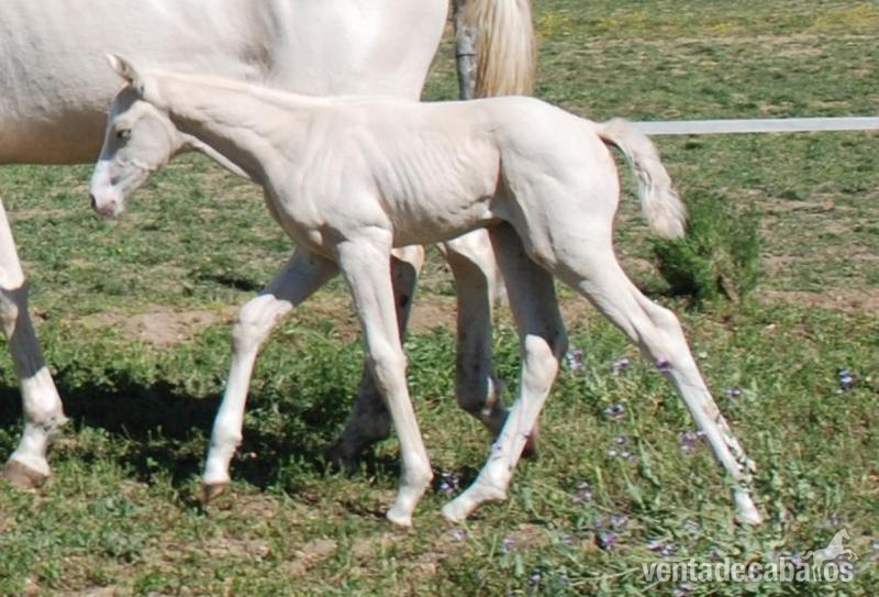 Hannoveriano {TYPE}